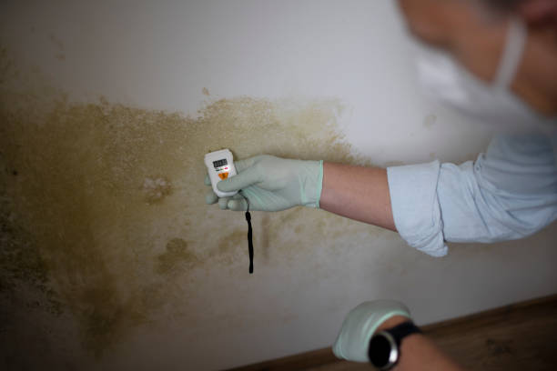 Best Attic Mold Removal  in Lexington, KY