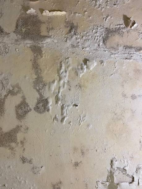 Best Mold Removal and Inspection  in Lexington, KY