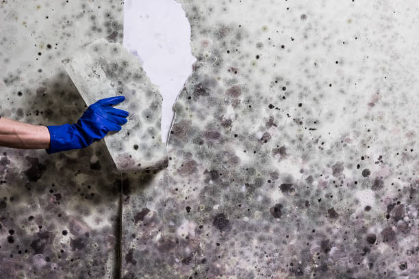 Best Black Mold Removal  in Lexington, KY