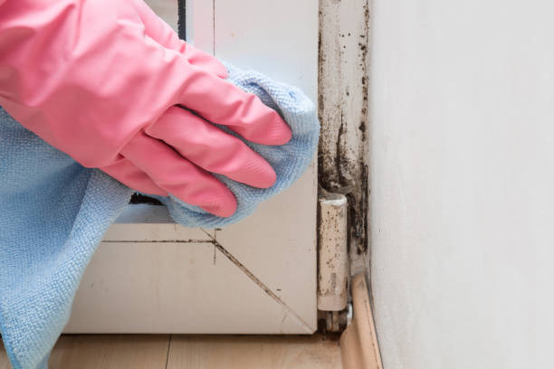 Trusted Lexington, KY Mold Removal Experts